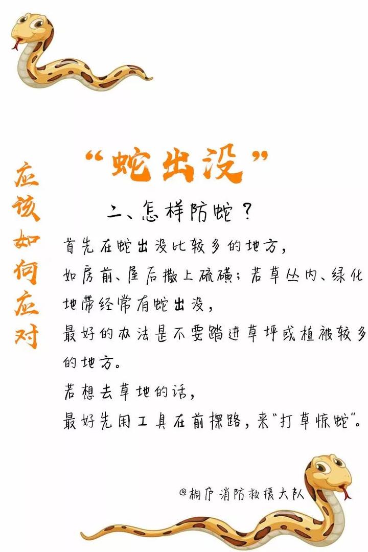 蛇最新通知，蜕变之路，自信与成就感的召唤之旅